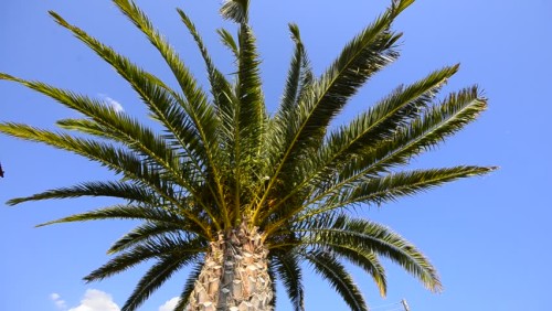 Palm Tree Christians